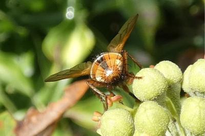 <i>Tachina fera</i>