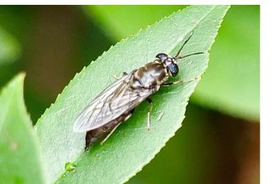 <i>Hermetia illucens</i>
