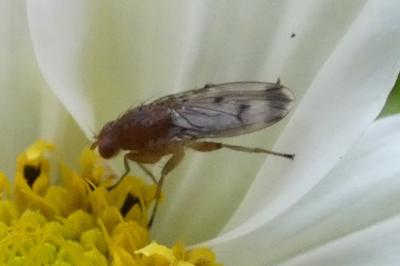 <i>Suillia variegata</i>