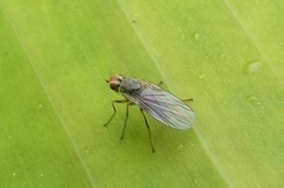 <i>Phytomyza gymnostoma</i>