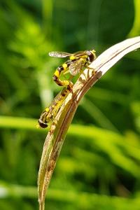 <i>Sphaerophoria scripta</i>