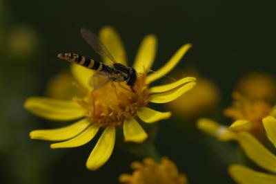 <i>Sphaerophoria scripta</i>