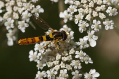 <i>Sphaerophoria scripta</i>