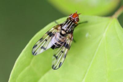 <i>Otites porcus</i>