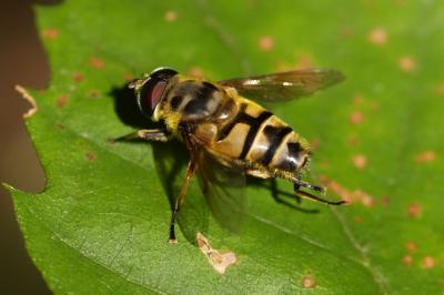 <i>Myathropa florea</i>