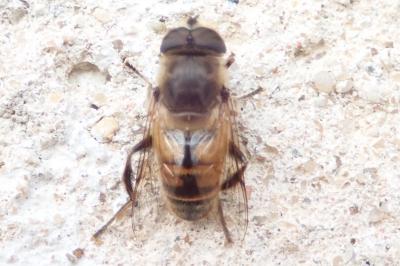 <i>Eristalis tenax</i>