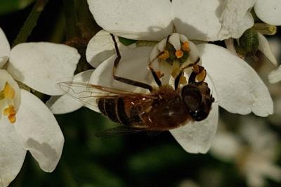 <i>Eristalis tenax</i>
