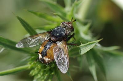 <i>Tachina fera</i>