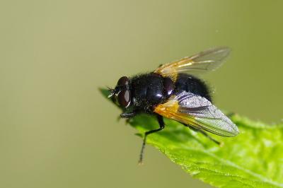 <i>Mesembrina meridiana</i>