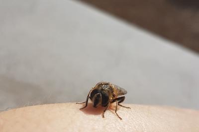 <i>Eristalis tenax</i>