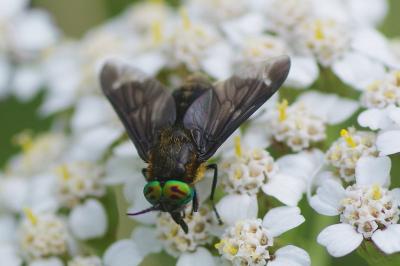<i>Chrysops caecutiens</i>