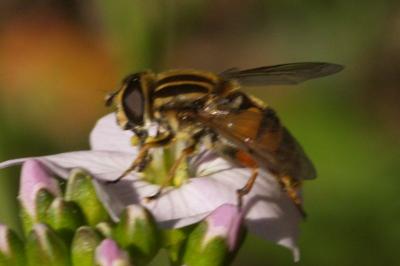 <i>Helophilus pendulus</i>