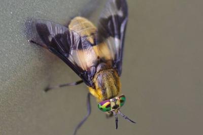 <i>Chrysops caecutiens</i>