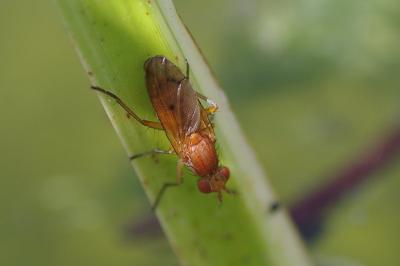<i>Tetanocera ferruginea</i>