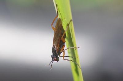 <i>Sepedon sphegea</i>