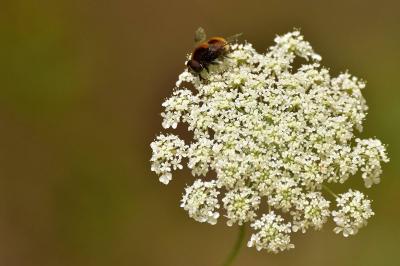 <i>Eristalis intricaria</i>