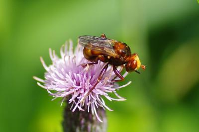 <i>Sicus</i>