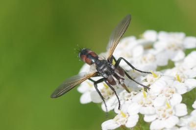 <i>Cylindromyia interrupta</i>