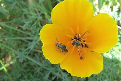 <i>Episyrphus balteatus</i>