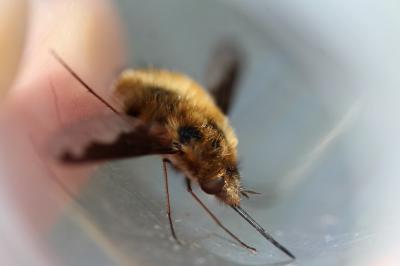 <i>Bombylius major</i>