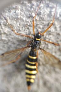 <i>Ctenophora</i>