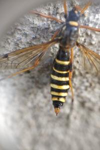 <i>Ctenophora</i>