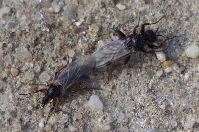 <i>Bibio femoralis</i>