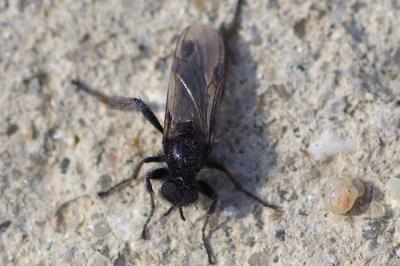 <i>Bibio femoralis</i>