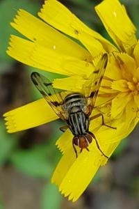 <i>Otites porcus</i>