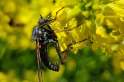 <i>Empis tessellata</i>