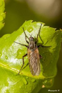 <i>Empis tessellata</i>