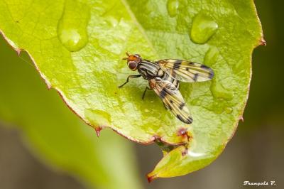 <i>Otites porcus</i>