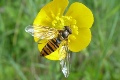 <i>Episyrphus balteatus</i>