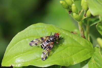 <i>Otites porcus</i>