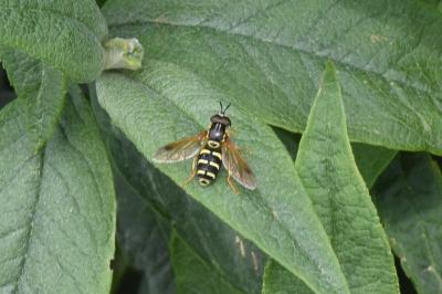 <i>Chrysotoxum</i>
