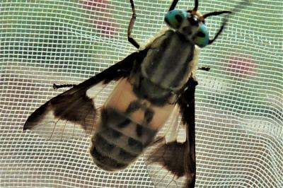 <i>Chrysops caecutiens</i>