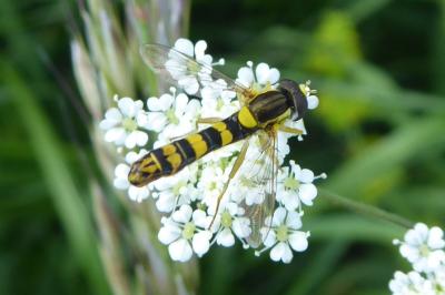 <i>Sphaerophoria</i>
