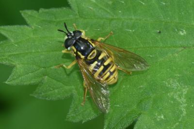 <i>Chrysotoxum</i>