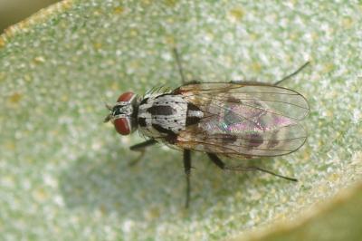 <i>Anthomyia</i>