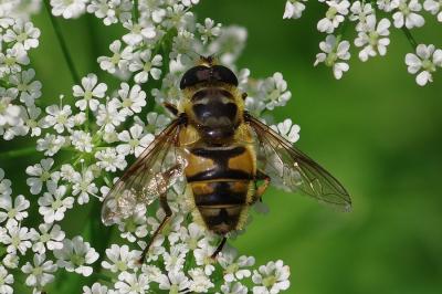 <i>Myathropa florea</i>