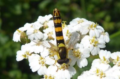<i>Sphaerophoria</i>