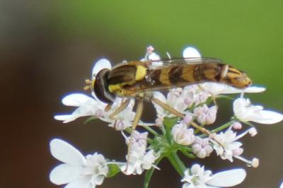 <i>Sphaerophoria scripta</i>