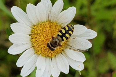 <i>Eupeodes corollae</i>