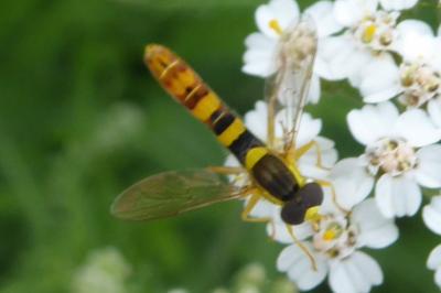 <i>Sphaerophoria</i>