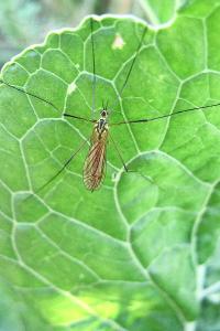 <i>Nephrotoma flavescens</i>
