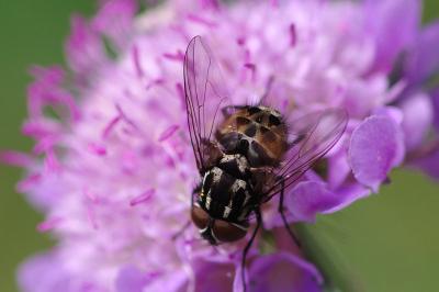 <i>Graphomya maculata</i>
