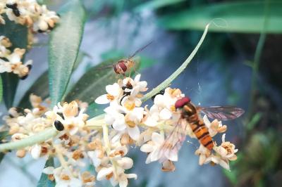 <i>Episyrphus balteatus</i>