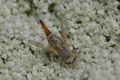 <i>Terellia fuscicornis</i>