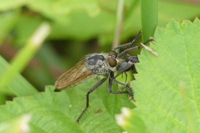 <i>Eutolmus rufibarbis</i>