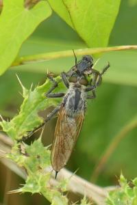 <i>Eutolmus rufibarbis</i>